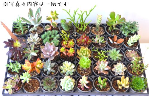 161.おまかせ多肉植物詰め合わせ（40種）(A161-1)