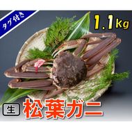 1539【魚倉】タグ付き生松葉ガニ(特特大1,100ｇ)【到着日指定不可】