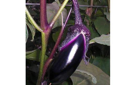 旬の奈良野菜セット(旬の野菜7品以上が入ります)