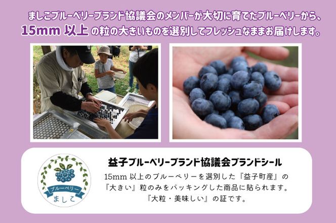 ＼数量限定／ 【先行予約】益子町産 フレッシュブルーベリー 1.2kg (300g×4パック) | ブルーベリー  順次発送 フルーツ 新鮮 旬 期間限定  ハイブッシュ系 大粒 ジューシー スムージー (AA019-1)