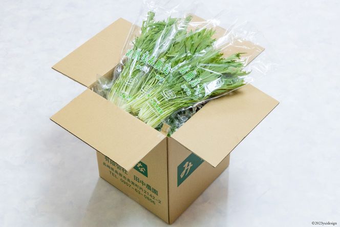 CH017 水菜 150g×30束