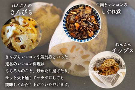 レンコン 約3kg 熊本県氷川町産 道の駅竜北《11月下旬-3月末頃出荷》 蓮根 根菜 きんぴら 熊本県氷川町---sh_cmitiren_cf113_r7_13500_3kg---