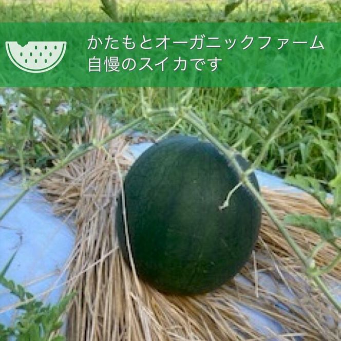 【2026年産 予約】すいか 1玉 京都府・亀岡産 自然栽培のかたもとオーガニックファームよりお届け ※2026年8月頃より順次発送予定 ※離島への発送不可