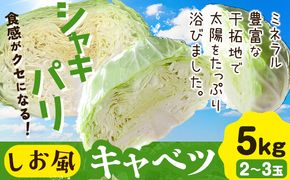 しお風キャベツ 約5kg ( 2～3玉 )《1月中旬-3月末頃出荷》キャベツ 野菜 青果物 岡山県 笠岡市---223_730_1c3m_23_6000_5kg---