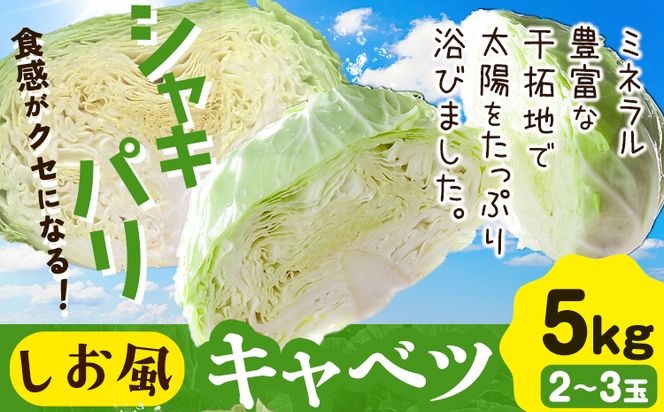 しお風キャベツ 約5kg ( 2～3玉 )《1月中旬-3月末頃出荷》キャベツ 野菜 青果物 岡山県 笠岡市---223_730_1c3m_23_6000_5kg---