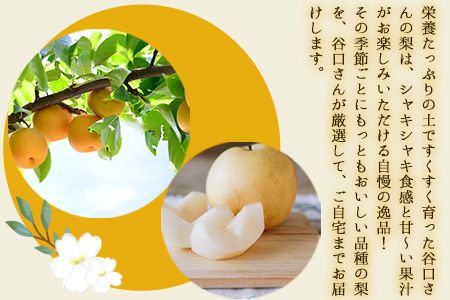 『谷口農園』の玉東梨　約3kg 予約受付中《8月中旬-10月中旬頃出荷》熊本県 玉名郡 玉東町 梨 ナシ フルーツ 果物 送料無料 ギフト 贈答---sg_ctaninashi_q810_24_12000_3kg---