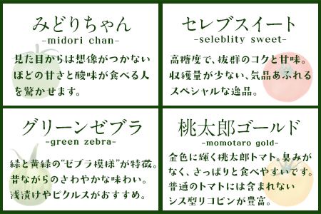 「ミヤザキファーム」 宝石とまと 熊本県氷川町産《12月上旬-6月末頃出荷予定》 小鈴 アイコ イエローアイコ オレンジ千果 みどりちゃん セレブスイート グリーンゼブラ 桃太郎ゴールド トスカーナバイオレット マイクロトマト ---sh_cmiyatmt_ac126_r7_13000_1200g---
