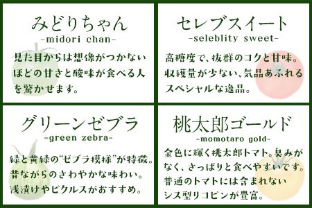 「ミヤザキファーム」 宝石とまと® 熊本県氷川町産《12月上旬-6月末頃出荷予定》 小鈴 アイコ イエローアイコ オレンジ千果 みどりちゃん セレブスイート グリーンゼブラ 桃太郎ゴールド トスカーナバイオレット マイクロトマト---sh_cmiyatmt_ac126_24_14000_1200g---