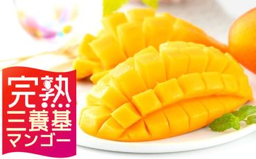 【完熟三養基マンゴー】アップルマンゴー大玉×2個 (合計約1kg) C-549