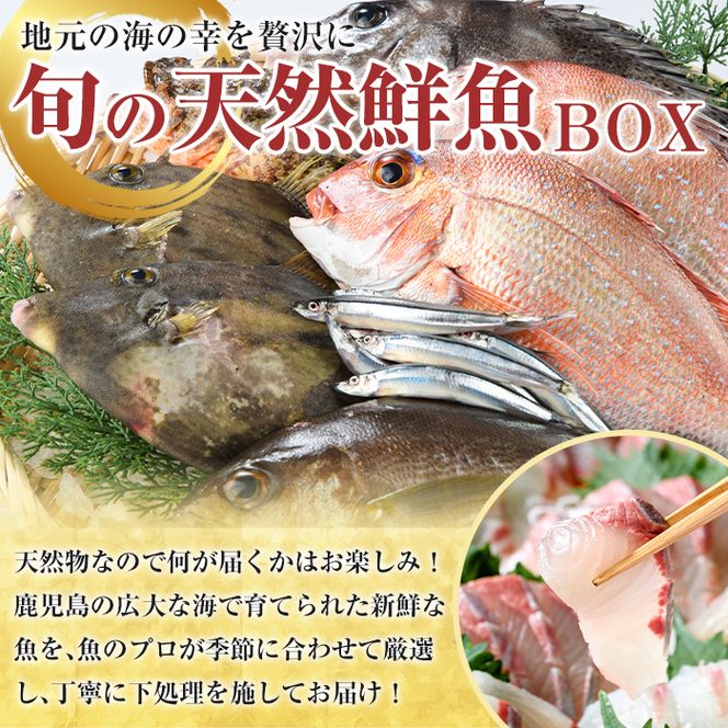 旬の天然鮮魚BOX(5～10kg) 国産 刺身 魚貝 魚介 鮮魚 海産物 天然物 煮つけ 焼き魚【さるがく水産】a-40-12