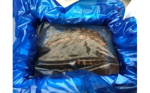 【令和8年1月より発送】活ナマコ（1kg：3個～5個）【0tsuchi00380】