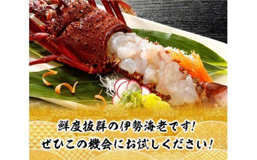 担当者厳選！伊勢海老1000g（2～5尾） 【 伊勢えび 魚介類 いせえび 海産物 宮崎県産 国産 】 [D04405]