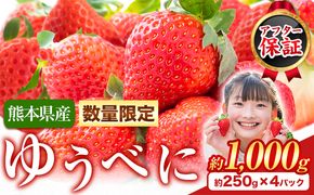 【数量限定】ゆうべに 約1,000g（約250g×4パック） 熊本 いちご 苺 イチゴ 熊本県氷川町産 ゆうべに いちご《3月出荷予定》熊本県 氷川町 果物 フルーツ---hkw_cjaybn_ac3_r8_10000_4p---