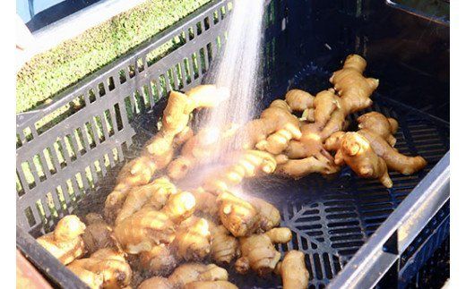 刈谷農園の生姜1kg