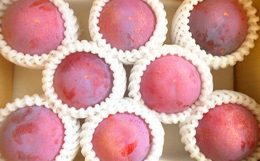 【2025年発送分 先行予約】貴陽（2L）８玉　すもも プラム スモモ 李 くだもの 果物 山梨 やまなし フルーツ 産地直送 富士川町