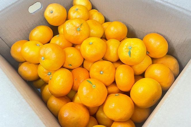 完熟有田みかん 約2kg 【2026年10月中旬頃より発送】【S～Ｌサイズおまかせ】CQ07
