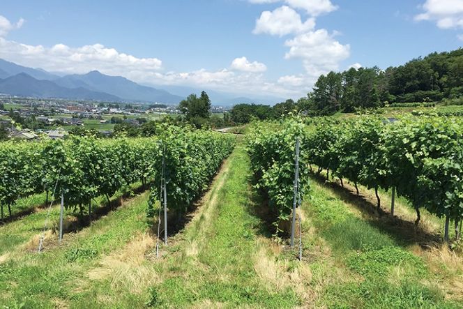 ワイン 白 安曇野シャルドネ 750ml 白ワイン [シャトー・メルシャン 勝沼ワイナリー 長野県 池田町 48110418] 