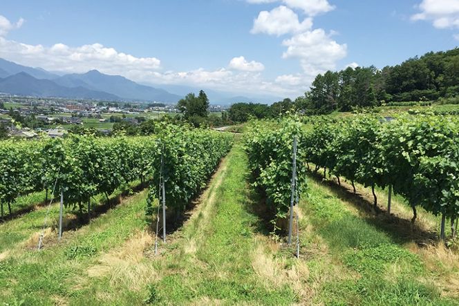 赤ワイン 定期便 安曇野メルロー 750ml 3回 計 3本 [シャトー・メルシャン 勝沼ワイナリー 長野県 池田町 48110301] 赤 ワイン ギフト お酒 シャトー