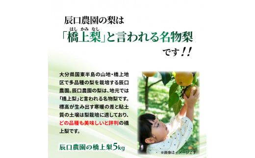【先行予約】令和8年発送 /辰口農園の橋上梨約5kg(品種:愛宕)_1303R
