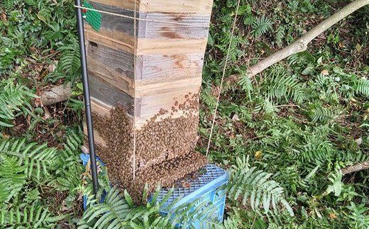 清見ジュース・ナッツ・日本蜜蜂はちみつセット C（清見ジュース 720ml×1本、はちみつ木の実 100g×1パック、はちみつ（大） 160g×1本）