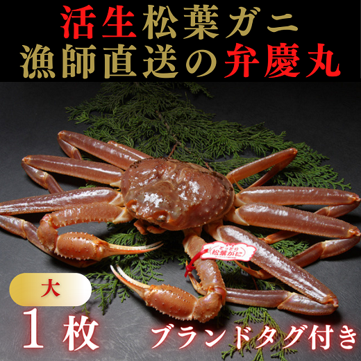 1244 松葉ガニ活生「大1枚」ブランドタグ付き(弁慶丸)[到着日指定不可]