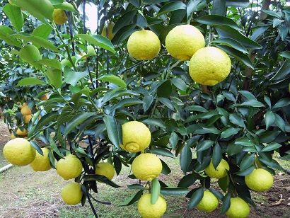 国産(美浜町産)温室はるか 3kg入り　※2026年1月下旬頃より順次発送予定