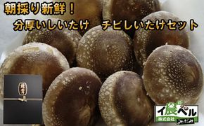 朝採り新鮮！分厚いしいたけ　チビしいたけセット【1-297】