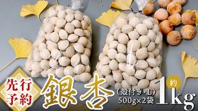 【 先行予約 10月上旬以降発送 】銀杏 ぎんなん 約1kg ( 殻付き ・ L )　500g × 2袋 イチョウ 秋 美味 栄養満点 健康 高血圧予防 むくみ改善 疲労回復 美肌  [AX025ya]