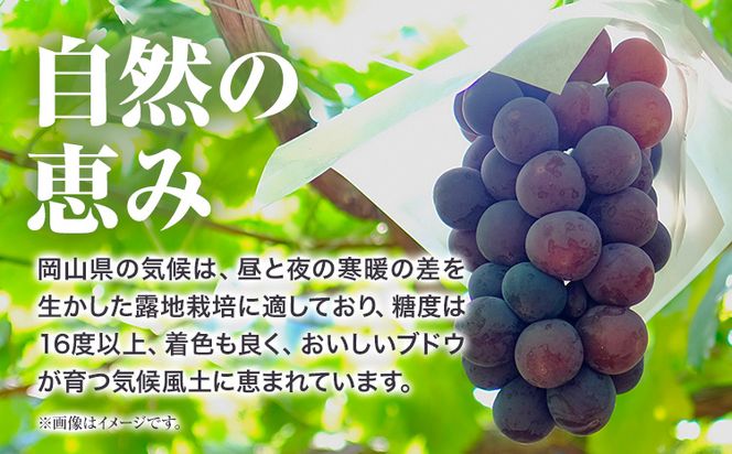  【先行予約】 岡山県産 訳ありつる付きニューピオーネ 3房 530g以上 葡萄 果物 厳選出荷 スイーツ フルーツ デザート 岡山県矢掛町《9月上旬-10月下旬頃出荷》 種なしぶどう【配送不可地域あり】---osy_chbf26_ak9_26_22500_3---