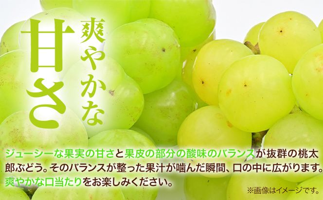 岡山県産桃太郎ぶどう（1房680g以上）1房入り　令和8年産先行受付《2026年9月上旬‐10月下旬頃出荷》【配送不可地域あり】---H-26b---