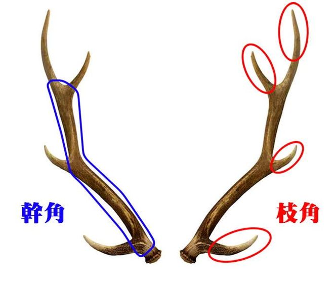 えぞ鹿カット角【約10cm×3本】※トリーツ