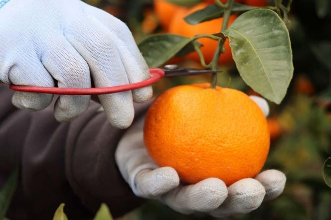 ［お中元］数量限定！店主にお任せ 農家直送の無添加の柑橘ジュース＆ジャムセット ［2026年7月1日～8月5日ごろ順次発送］ DB026-GFT