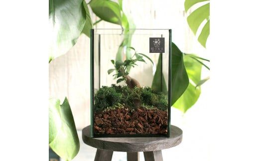 D041 モダンインテリアやギフトに「花うるるのテラリウムSサイズ」（ジオラマ人形おまけ付）