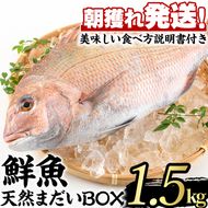 【0203205a】鮮度が命！鮮魚問屋が厳選した『天然真鯛』(1-2尾・総量1.5kg以上)魚 魚介類 鮮魚 海鮮 煮つけ 塩焼き【江川商店】