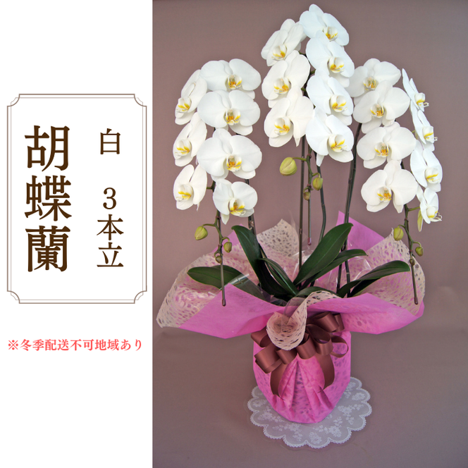 y򕌌䒬zAH-9 Ӓ@@3{