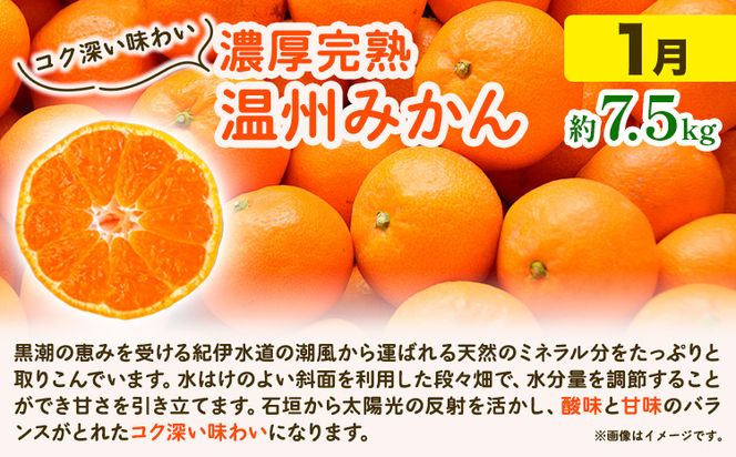 【発送月固定定期便】紀州 和歌山産 旬の ご家庭用 柑橘 セット (みかん 不知火 清見)【全３回】 魚鶴商店《1月上旬-3月末頃出荷予定(土日祝除く)》 和歌山県 日高町 みかん 不知火 清見 オレンジ 柑橘 蜜柑 果物 フルーツ 訳あり ギフト 送料無料 定期便---wsh_uot123tei_23_47000_mo3num1---