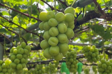 【先行予約】【9月中旬〜10月上旬発送】大粒 シャインマスカット 2〜3房 約1kg 以上 1081002