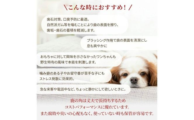 鹿の角 犬のおもちゃ ペット用 Mサイズ ( ペット おもちゃ 鹿 角