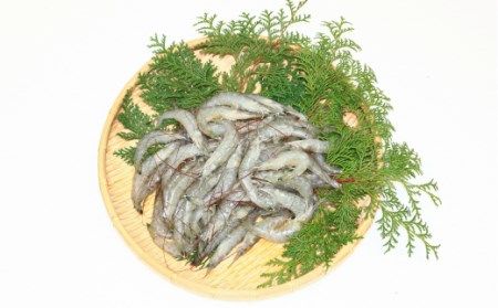 CD190 活き〆 天然小エビ 1kg（500ｇ×2パック）