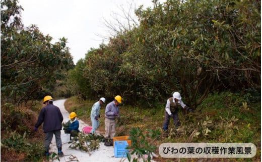 1000年ゆめ農場「びわの葉茶」_1925R