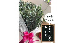 ユーカリ（生）フラワーアレンジ - ブーケ 生花 アレンジメント 国産 熊本県産 切り花 15～20本 インテリア 虫よけ作用 人気 おすすめ 熊本県 甲佐町