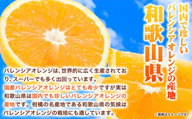 【爽快】有田産バレンシアオレンジ 7.5kg(M～2Lサイズおまかせ) 厳選館 《2023年6月中旬-7月末頃出荷》和歌山県 日高町 オレンジ 柑橘 フルーツ 果物---wsh_genbore_bc6_22_16000_7500g---