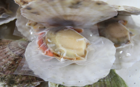 オホーツク産 冷凍ボイル子持ちほたて15～18個 SRMN018