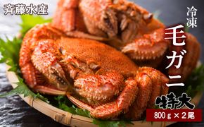 特大サイズ！冷凍毛がに約800g×2尾【斉藤水産】 AM148