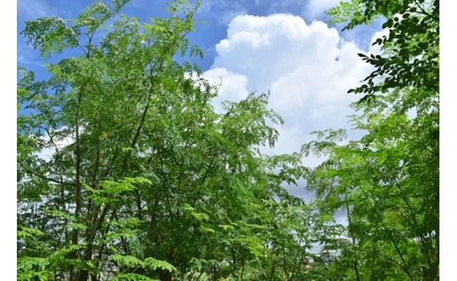 奇跡の植物＜モリンガ＞タブレット（2個セット） ☆ 読谷村産 沖縄 お手軽 持ち運び便利 栄養満点 スーパーフード