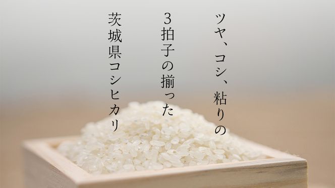 【新米】令和6年産 茨城 こしひかり 10kg（5kg×2本） 精米 茨城県 国産 お米 米 コメ 白米 ライス ご飯 おいしい コシヒカリ ごはん [DA01-NT]