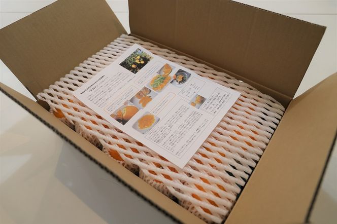 【CF】厳選！市原さんちの不知火(しらぬい)　1箱(15玉〜24玉入り)　※2026年3月中旬頃から発送　※離島不可 ---sanagouchi_ine_1_1hk---