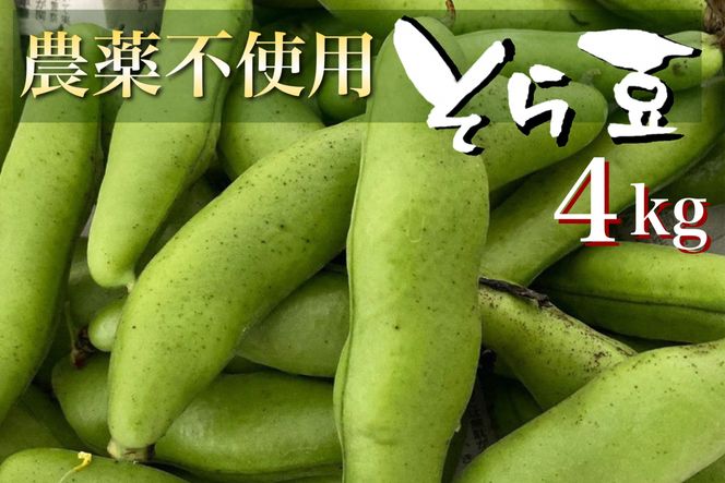 ys{TszÁ` 瓤 4kgyԌzs{ETY R͔|̂ƃI[KjbNt@[肨͂ 2026N5{`6{ɏ\ ւ̔zs