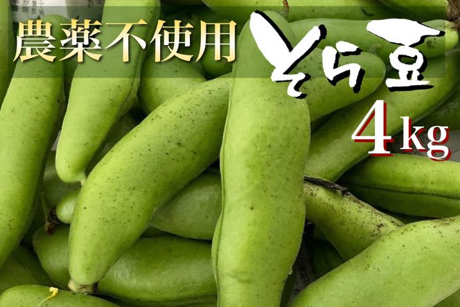 【2024年産 予約】甘～い そら豆 4kg【期間限定】京都府・亀岡産 自然栽培のかたもとオーガニックファームよりお届け ※2024年4月末頃～6月初旬に順次発送予定※離島への配送不可