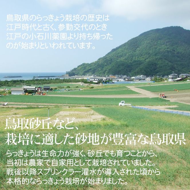 1632 老舗漬物屋さんが作った 砂丘らっきょう漬け4種セット 鳥取県産